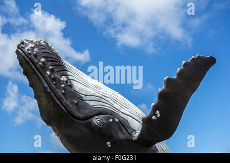 Scultura di violare Humpback Whale (Megaptera novaeangliae) contro il cielo blu Foto Stock