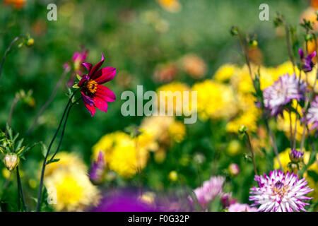 Dahlia, giardino letto floreale Foto Stock