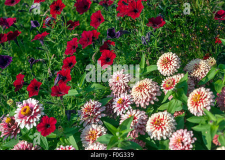 Zinnia elegans 'Wizzle Cherry Ivory' e fiori di petunia rossa, aiuole di fiori da giardino, piante da letto estive Foto Stock