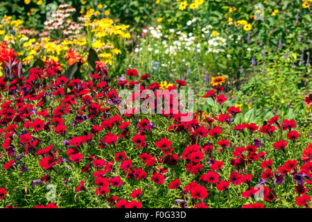 Petunia rosso fiori, giardino fiore letto, biancheria da letto piante giardino Foto Stock