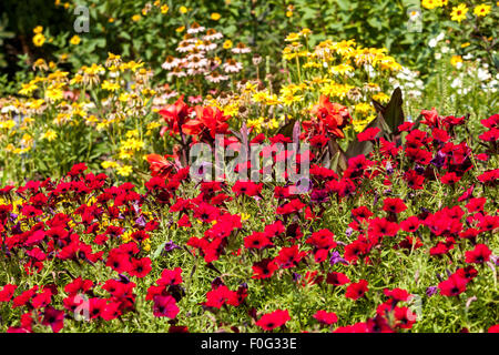 Rosso ' petunia in velluto rosso ' aiuola Foto Stock