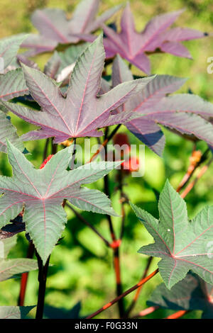 Olio di ricino, Ricinus communis, foglie, pianta velenosa Foto Stock