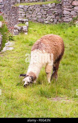 Llama pascolo a le antiche rovine Inca di Machu Picchu, Perù Foto Stock