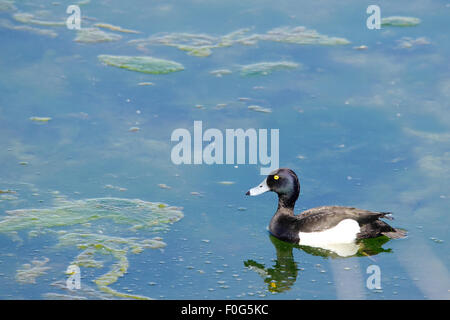 Anatra, oca, la spatola, cormorano, Toucan, Pelican closup, in un lago, la fauna selvatica fotografia, mammiferi, oasi di anatra Foto Stock