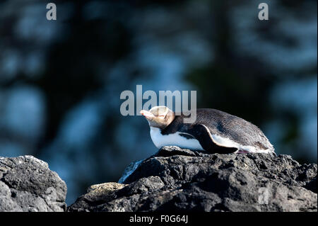 Giallo-eyed penguin poggiante sulla roccia Enderby Island in Nuova Zelanda Foto Stock