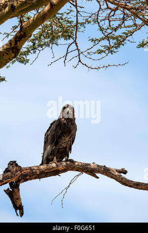 I capretti bateleur eagle seduta su albero zona di Olare Olok conservancy Kenya Africa Foto Stock