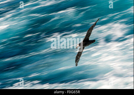 Il gigante del nord petrel in volo Oceano del Sud Nuova Zelanda Foto Stock