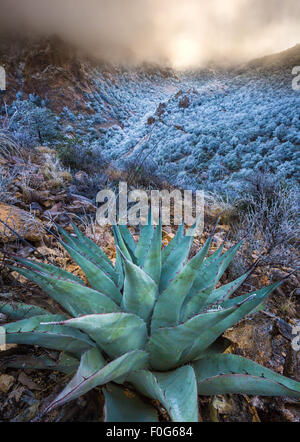 Parco nazionale di Big Bend in Texas è la più grande area protetta del deserto del Chihuahuan negli Stati Uniti. Foto Stock