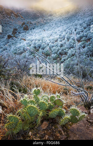 Parco nazionale di Big Bend in Texas è la più grande area protetta del deserto del Chihuahuan negli Stati Uniti. Foto Stock