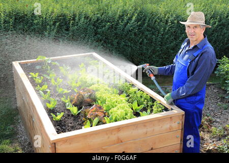 Un giardiniere versando il suo rilievo letto di insalata Foto Stock