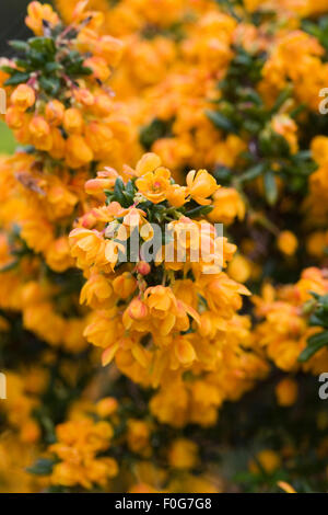 Berberis x stenophylla "Corallina Compacta". Golden Crespino fiori. Foto Stock