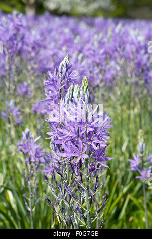 Camassia fiori in primavera. Foto Stock