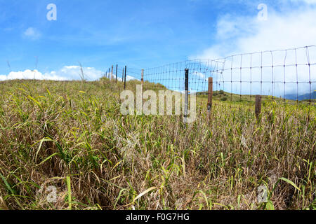 Un recinto di filo in un campo erboso crea un confine per impedire che il bestiame da vagare lontano da una fattoria. Foto Stock