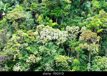 Il fogliame tropicale lungo un pendio di montagna della foresta pluviale in Hawaii mostra un lussureggiante visualizzazione dei ricchi, pianta sana e albero della vita. Foto Stock