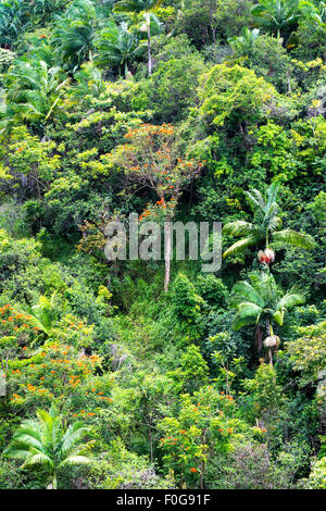 Il fogliame tropicale lungo un pendio di montagna della foresta pluviale in Hawaii mostra un lussureggiante visualizzazione dei ricchi, pianta sana e albero della vita. Foto Stock