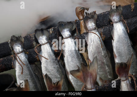 Scottish cotti Haddock fish Smokies, affumicato conserve affumicato specialità di pesce, Arbroath, Angus, Scozia, Regno Unito Foto Stock