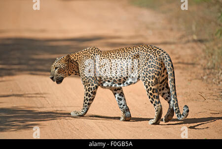 L'immagine del leopardo (Panthera pardus kotiya) è stata scattata nel parco nazionale di Yala in Sri Lanka Foto Stock