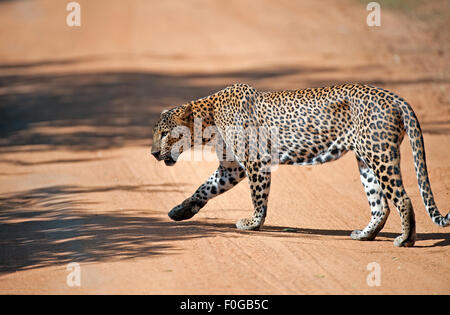 L'immagine del leopardo (Panthera pardus kotiya) è stata scattata nel parco nazionale di Yala in Sri Lanka Foto Stock