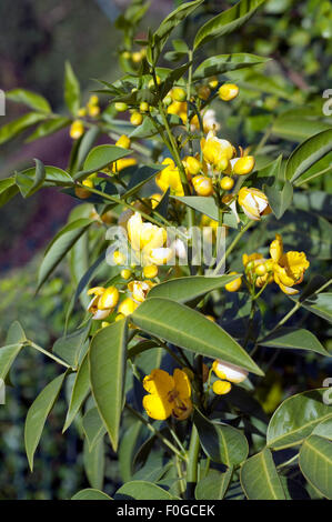 Senna septemtrionalis, Foto Stock