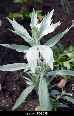 Silberraute, Artemisia, ludoviciana, Valerie, Finis, Foto Stock