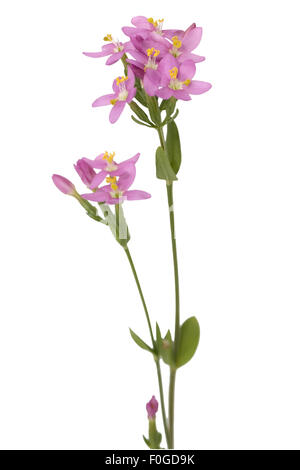 Tausendgueldenkraut; Centaurium erythraea; Foto Stock