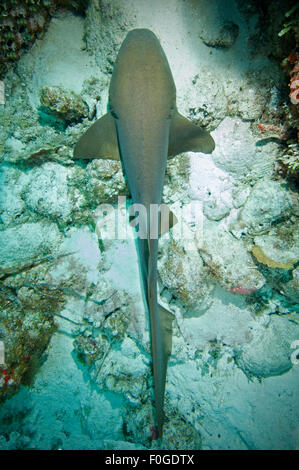 Un infermiere Shark recante nella sabbia in corrispondenza di una stazione di pulizia in Little Cayman. Foto Stock