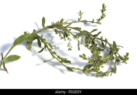 Vogelknoeterich, Polygonum convolvulus, Foto Stock