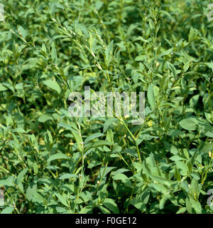 Vogelknoeterich, Polygonum convolvulus, Foto Stock