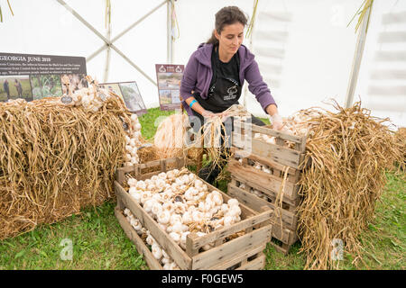 Newchurch, Isle of Wight, Regno Unito. Il 15 agosto, 2015. Una donna di stringhe aglio al festival, l'isola più grande estate salone del cibo e intrattenimento evento. Il festival celebra il famoso aglio coltivate sull'isola e altri cibi locali, artigianato, musica e intrattenimento per tutta la famiglia. Credito: Julian Eales/Alamy Live News Foto Stock