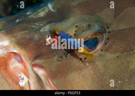 Un Cernie Nassau essendo pulito da un teenager Hogfish spagnolo in Little Cayman, Isole Cayman. Foto Stock