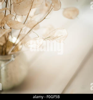 Primo piano della onestà seedpods in un vaso rotondo su sfondo chiaro Foto Stock