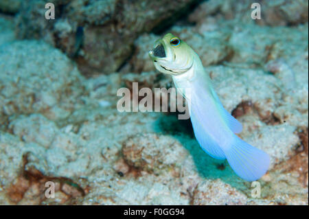 Un Yellowhead Jawfish con uova in bocca in macerie in Little Cayman. Foto Stock