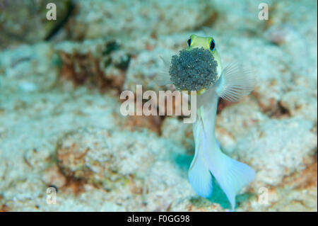 Un Yellowhead Jawfish aerare le uova nella sua bocca in macerie in Little Cayman. Foto Stock