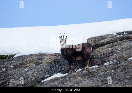 Ibex, italiano ibex, Stambecco delle Alpi, ibex closeup Foto Stock