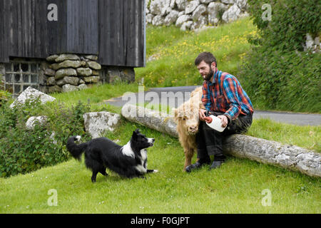 Agricoltore dando il latte a giovani Highland bull, Kirkjubour village, Stremoy, Isole Faerøer Foto Stock