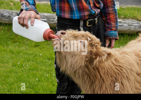 Agricoltore dando il latte a giovani Highland bull, Kirkjubour village, Stremoy, Isole Faerøer Foto Stock