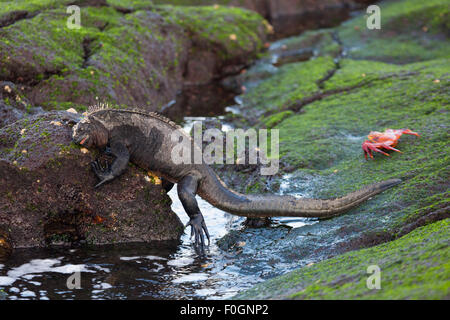 L'Iguana marina si nutre di alghe che crescono su rocce laviche nell'habitat della zona intertidale dell'Oceano Pacifico sull'isola di Fernandina. Amblyrhynchus cristatus cristatus Foto Stock