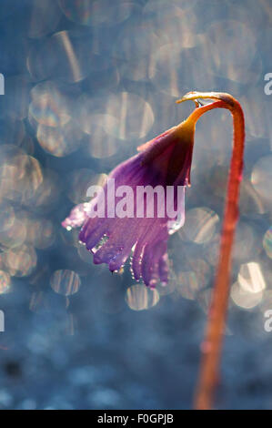 Snowbell nana (Soldanella pusilla) in fiore, Liechtenstein, Giugno 2009 Foto Stock