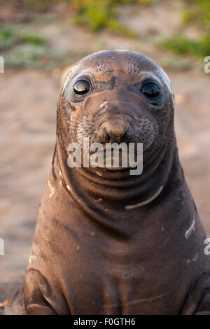Northern guarnizione di elefante (Mirounga angustirostris) svezzato pup Foto Stock