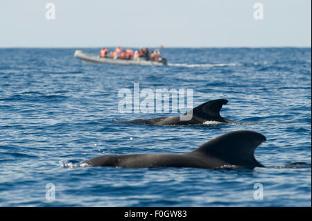 Due brevi alettato balene pilota (Globicephala macrorhynchus) affiorante con una piccola barca per fare whale watching in distanza, Pico, Azzorre, Portogallo, Giugno 2009 Foto Stock