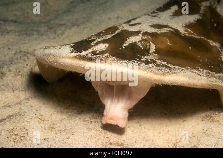 Vista ravvicinata del siluro RAY BOCCA Foto Stock