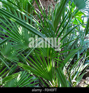 Zwergpalme, Saegepalme, Serenoa repens, Sabal serrulata, Heilpflanzen, Foto Stock