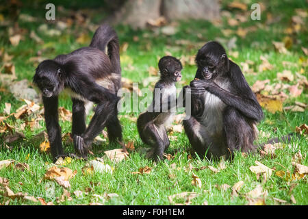 Geoffroy's Spider Monkey. Ateles geoffroyi Foto Stock