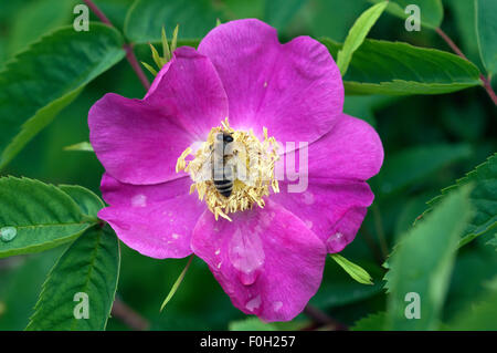 Strauchrose; Biene;; Apis mellifera; Foto Stock