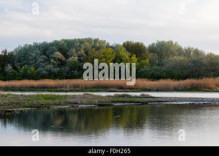 Kühwörther Wasser, Danube-Auen National Park, Austria Inferiore, Austria Foto Stock