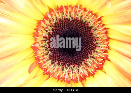 In prossimità del cuore del fiore giallo Foto Stock