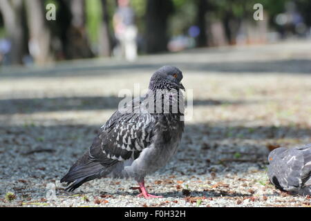 Piccione lazy permanente a mezzogiorno nel parco Foto Stock