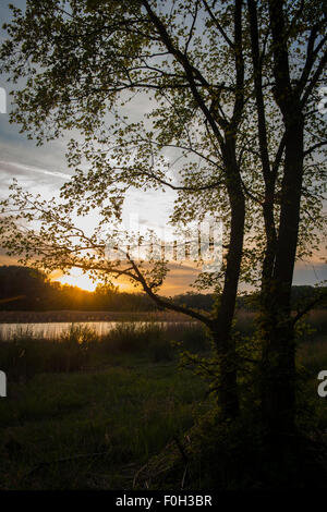 Kühwörther Wasser, Danube-Auen National Park, Austria Inferiore, Austria Foto Stock