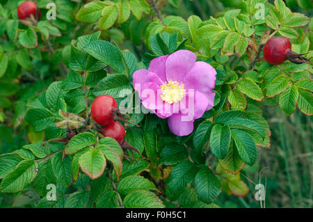 Apfelrose, Rugosa-Rose, Rosa rugosa, Wildrose, Foto Stock