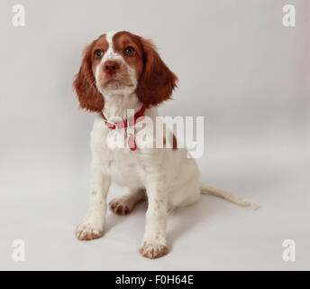 Cucciolo di Sprocker Foto Stock
